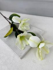 UZUN SAPLI MANOLYA ÇİÇEĞİ KREM