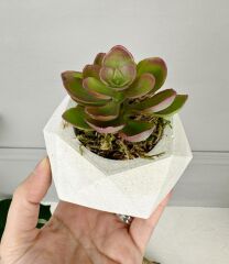 TAŞ SAKSIDA YAPAY SUKULENT ARANJMANI