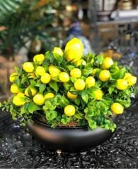 METAL UFO SAKSI SİYAH GOLD